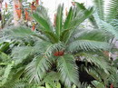 Sago Palm